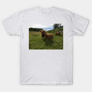 Scottish Highland Cattle Cow and Calf 1451 T-Shirt